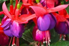 1_GFB-FUCHSIA-WINDCHIMES-UPRIGHT-ROSE-PURPLE