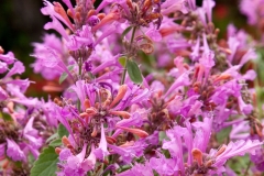 GFB-AGASTACHE-SUNRISE-ROSE-2