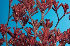 GFB-ANIGOZANTHOS-BIG-ROO-RED