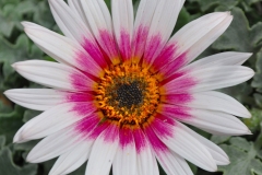 GFB-ARCTOTIS-MAJEC-ROSE-WHITE