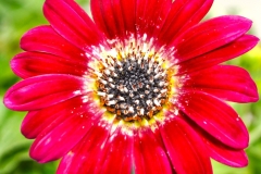 GFB-ARCTOTIS-MAJEC-RUBY