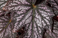 GFB-BEGONIA-REX-BEWITCHED-SILVER