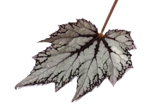 GFB-BEGONIA-REX-BEWITCHED-WHITE