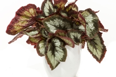 GFB-BEGONIA-REX-DIBS-TUXEDO