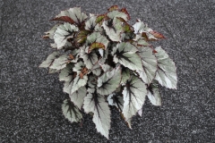 GFB-BEGONIA-REX-SHADOW-KING-WINTERGREEN