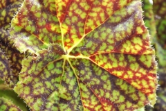 GFB-BEGONIA-Shadow-King-VINTAGE