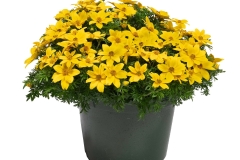 GFB-BIDENS-DOUBLOON