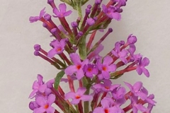 GFB-BUDDLEJA-LEAH-PINK