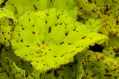 GFB-Begonia-Shadow-King-Lime-Love