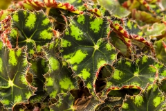 GFB-Begonia-Shadow-King-Turtle-Love