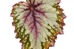GFB-Begonia-shadowking-spearmint