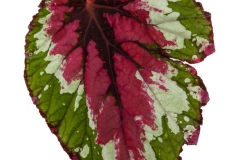 GFB-Begonia-shadowking-strawberry-sherbet