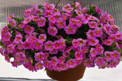 GFB-CALIB-CIELO-22-57-EXP-PINK-MORN