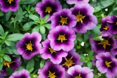 GFB-CALIB-CIELO-22-70-EXP-GRAPE-DEL-JUNE