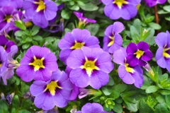 GFB-CALIB-CIELO-22-75-EXP-BLUE-MORN-FLOWER
