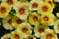 GFB-CALIB-CURZE-CONTROL-YELLOW-DELICIOUS