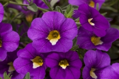 GFB-CALIBRACHOA-CRUZE-CONTROL-BLUE