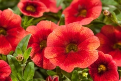 GFB-CALIBRACHOA-CRUZE-CONTROL-ORANGE-DELICIOUS