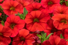 GFB-CALIBRACHOA-CRUZE-CONTROL-ORANGE