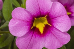 GFB-CALIBRACHOA-CRUZE-CONTROL-PINK