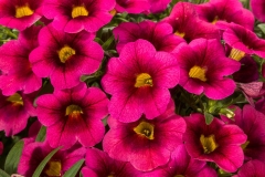 GFB-CALIBRACHOA-CRUZE-CONTROL-RED-DELICIOUS