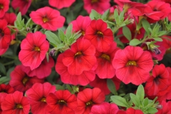 GFB-CALIBRACHOA-CRUZE-CONTROL-RED