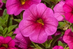 GFB-CALIBRACHOA-CRUZE-CONTROL-ROSE