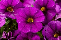 GFB-CALIBRACHOA-CRUZE-CONTROL-VIOLET-24