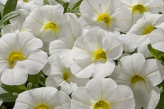 GFB-CALIBRACHOA-CRUZE-CONTROL-WHITE