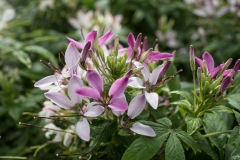 GFB-CLEOME-CLEMENTINE-BLUSH