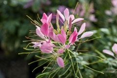 GFB-CLEOME-CLEMENTINE-PINK