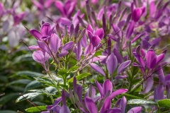 GFB-CLEOME-CLEMENTINE-VIOLET