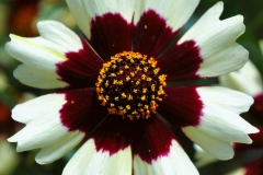 GFB-COREOPSIS-8548-BURG-WHT-AUG