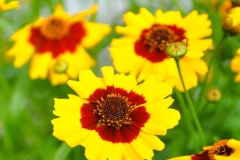 GFB-COREOPSIS-EXP-JUNE