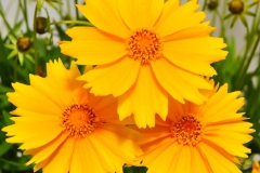 GFB-COREOPSIS-REINA-SINGLE-GIANT-GOLD