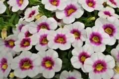 GFB-Calibrachoa-Cruze-Control-Apple-Delicious