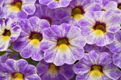 GFB-Calibrachoa-Cruze-Control-STARDUST-BLUE