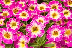 GFB-Calibrachoa-Pink-Splash