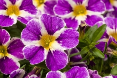 GFB-Calibrachoa-cruze-control-blue-splash