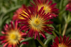 GFB-DELOSPERMA-DELMARA-FUCHSIA