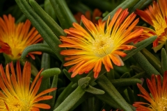 GFB-DELOSPERMA-DELMARA-ORANGE