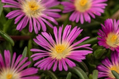 GFB-DELOSPERMA-DELMARA-PINK