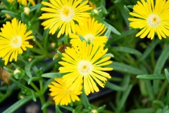 GFB-DELOSPERMA-YEL