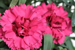 GFB-DIANTHUS-CB-CRUSH-RED