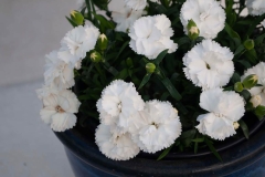 GFB-DIANTHUS-CB-WHITE