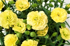GFB-DIANTHUS-CB-YELLOW