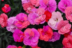 GFB-DIANTHUS-CC-POTPOURRI