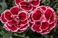 GFB-DIANTHUS-CONSTANT-BEAUTY-CRUSH-BURGUNDY
