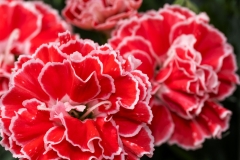 GFB-DIANTHUS-CONSTANT-BEAUTY-CRUSH-ORANGE
