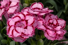 GFB-DIANTHUS-CONSTANT-BEAUTY-CRUSH-PINK